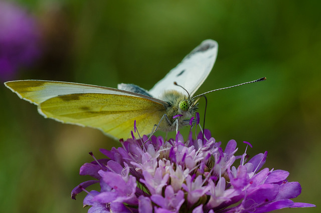 Farfalla autunnale da identificare. - Pieris rapae